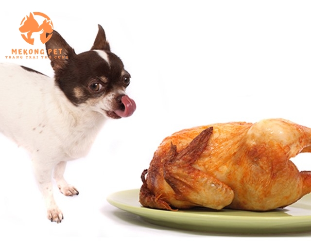 Cần tuân thủ dinh dưỡng cho chó chihuahua để đảm bảo chúng phát triển tốt nhất